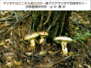 20100619_15_05_yamanaka_01_projector_page01_128x96